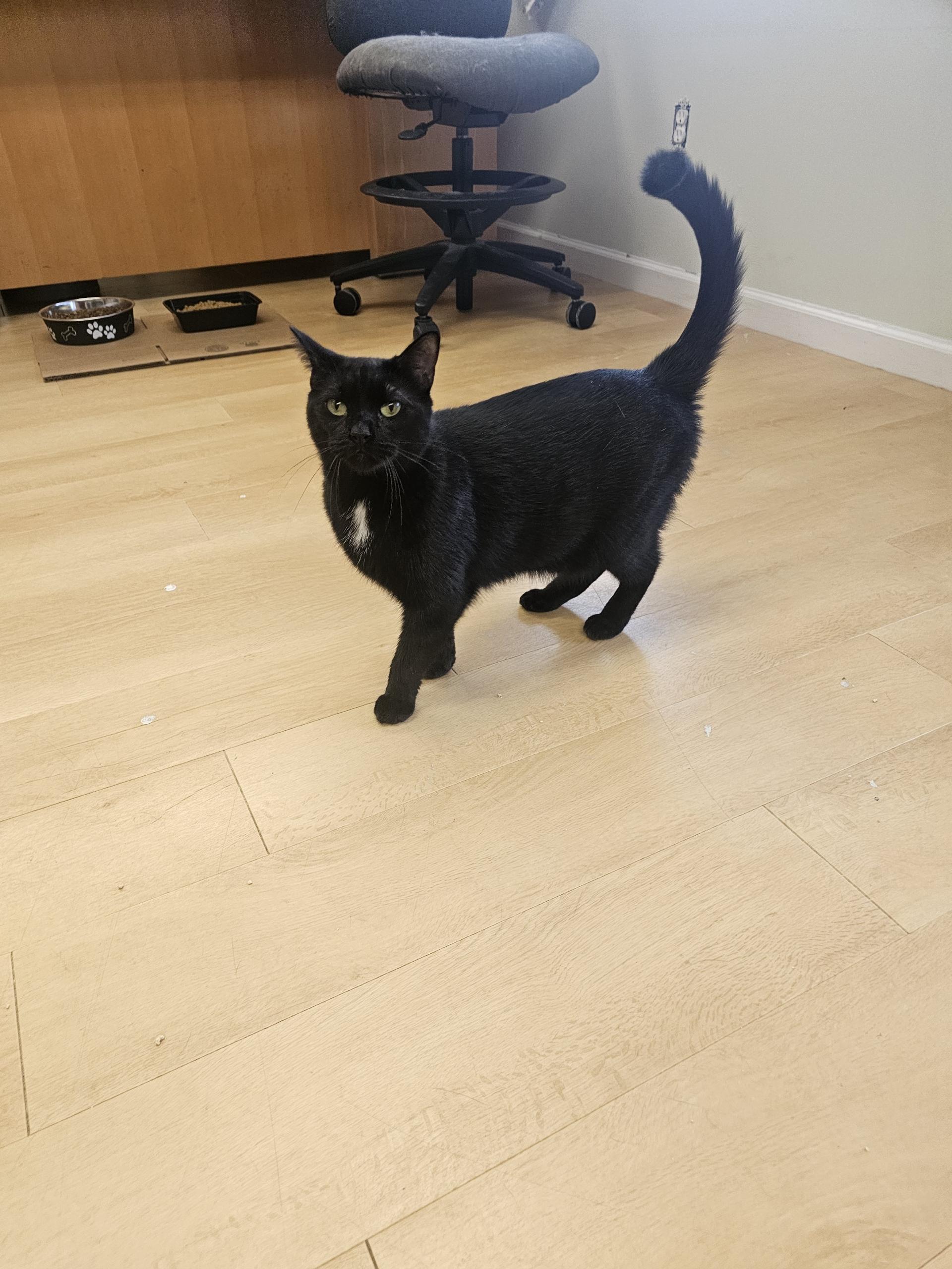 Enlarge Queenie, a Adoptable Domestic Short Hair in Pleasantville, NJ image 1/1