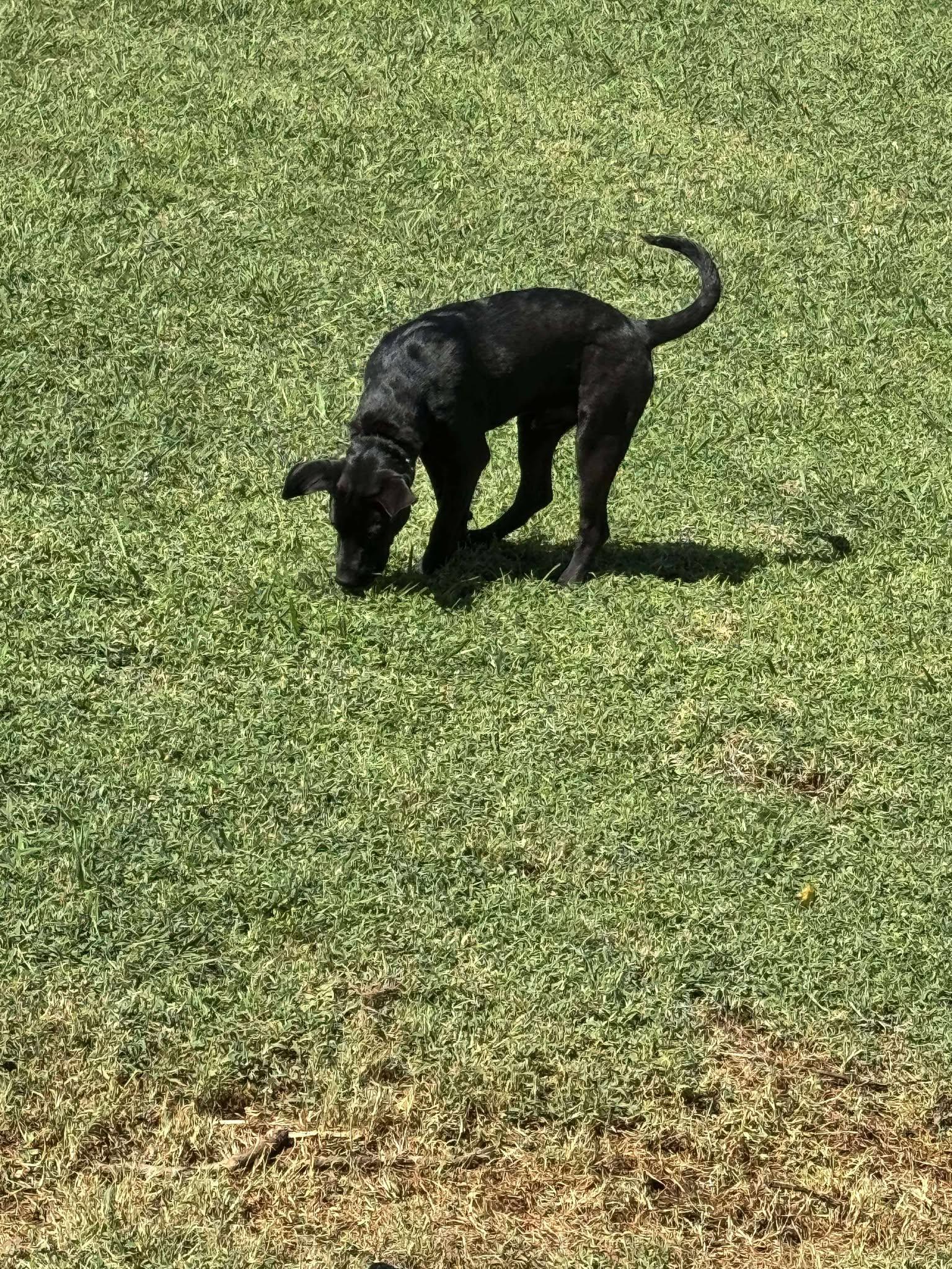 Sonny — thumbnail 2