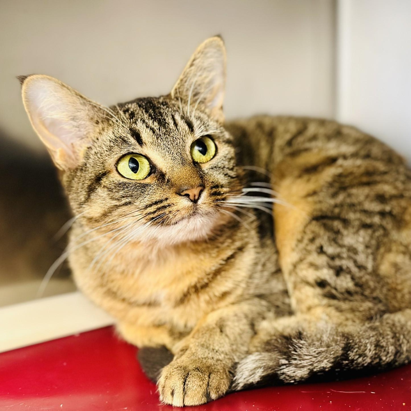 Eve, ADOPTABLE, Adult Female Domestic Short Hair.