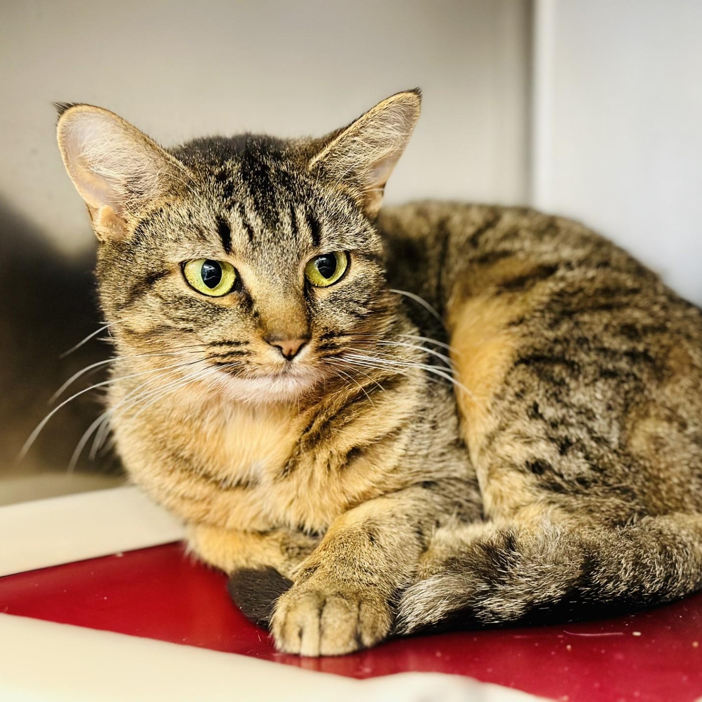 Enlarge Eve, a ADOPTABLE Domestic Short Hair in Manahawkin, NJ image 2/2