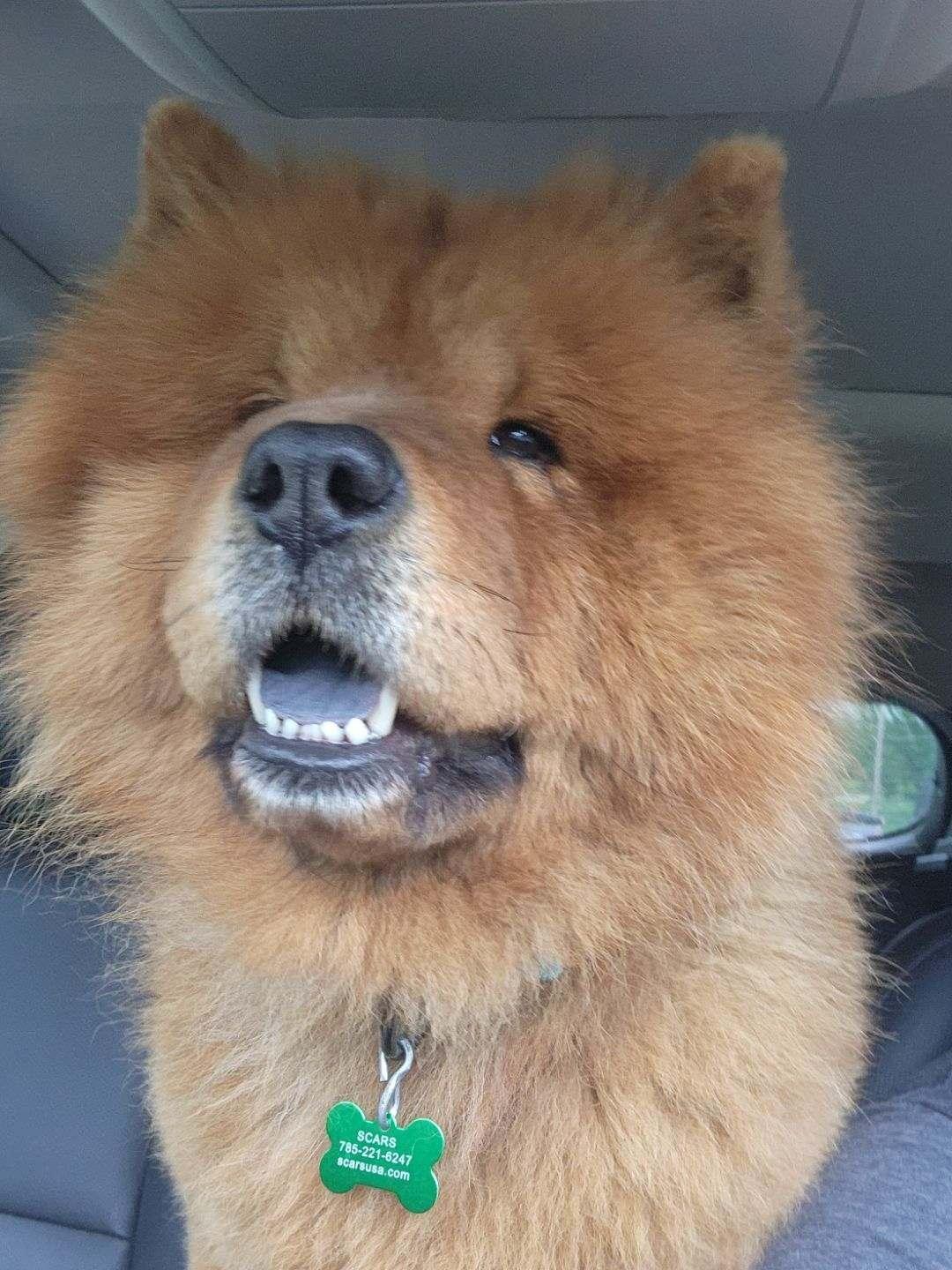 Momma Chow, Adult Female Chow Chow