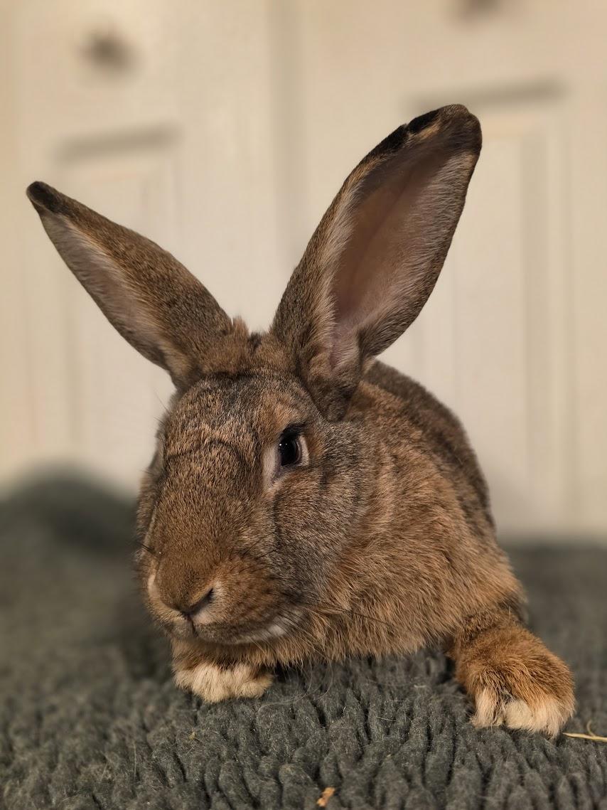 Enlarge Maia, an adoption pending Flemish Giant in Seymour, CT image 2/2