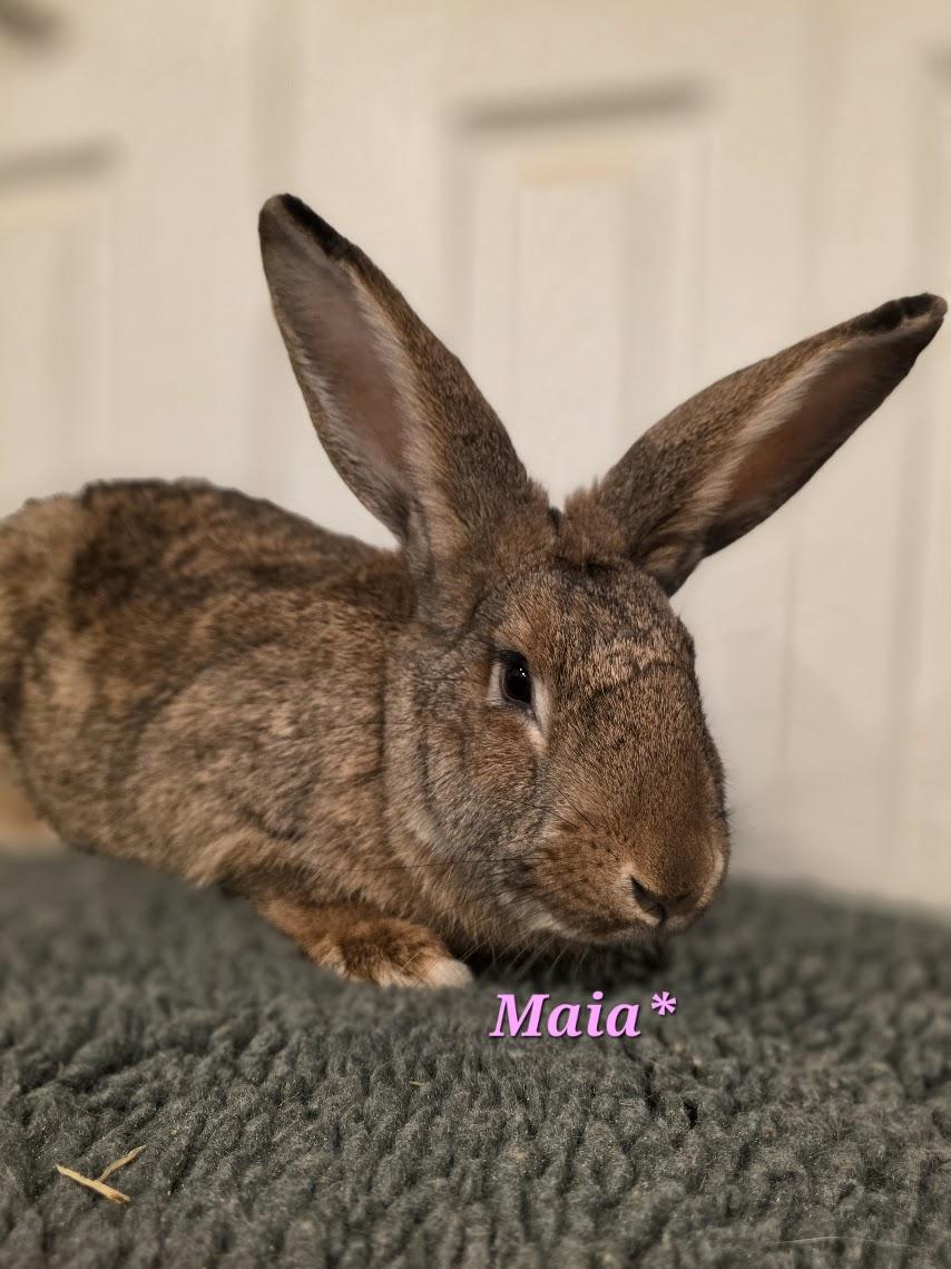 Enlarge Maia, an adoption pending Flemish Giant in Seymour, CT image 1/2
