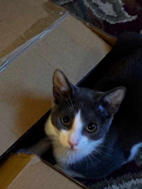 Enlarge Graybea, a Adoptable Domestic Short Hair in Prosper, TX image 1/3