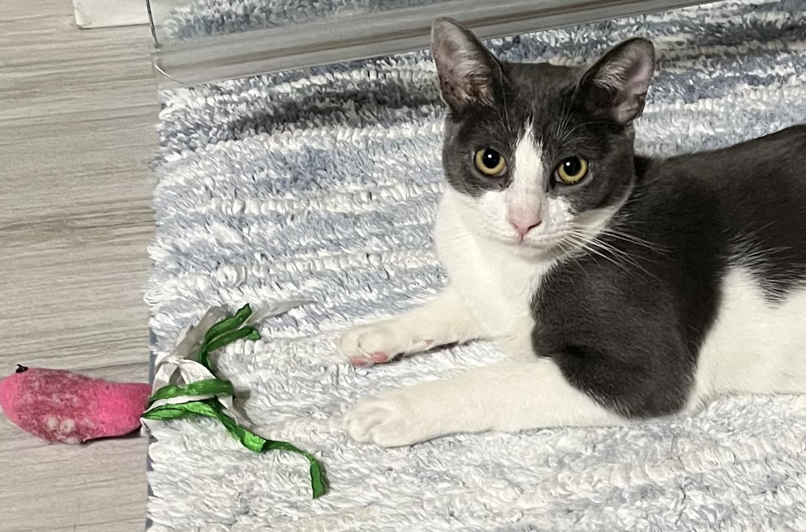 Enlarge Graybea, a Adoptable Domestic Short Hair in Prosper, TX image 2/3