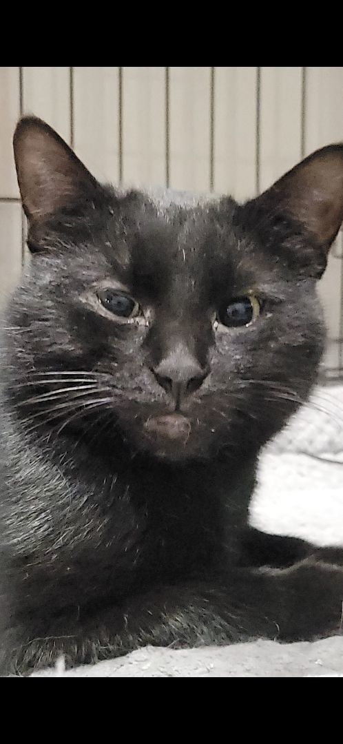 Tippy, Adopted, Adult Male Domestic Short Hair.