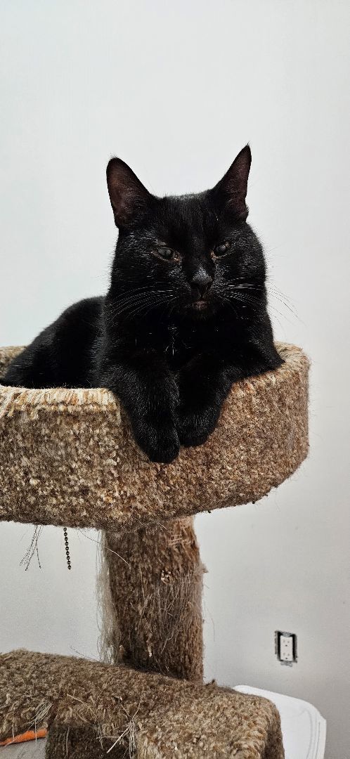 Enlarge Tippy, a Adopted Domestic Short Hair in Pittsburgh, PA image 2/5