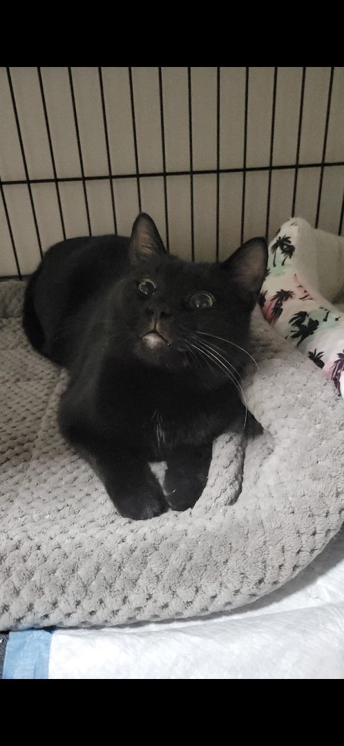 Enlarge Tippy, a Adopted Domestic Short Hair in Pittsburgh, PA image 3/5