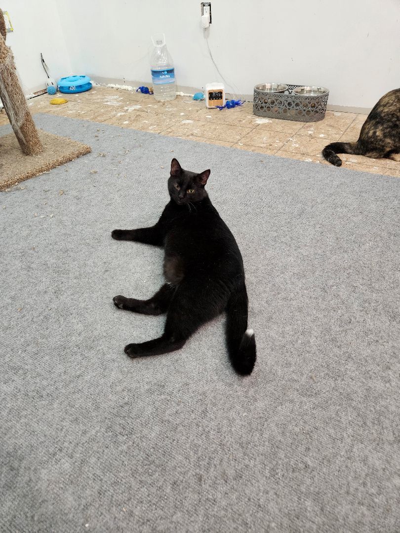 Enlarge Tippy, a Adopted Domestic Short Hair in Pittsburgh, PA image 4/5