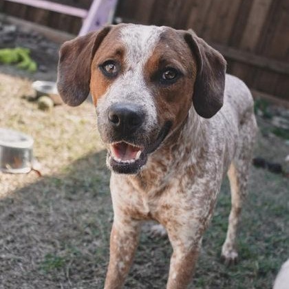 Trenton, ADOPTABLE, Young Male Australian Cattle Dog / Blue Heeler & Coonhound.