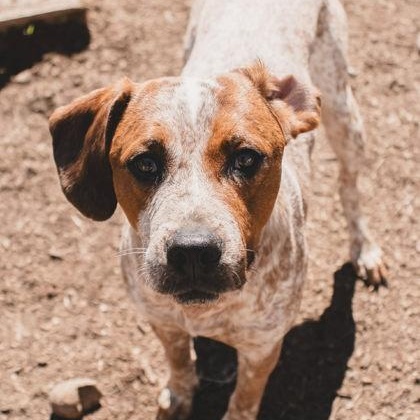 Enlarge Trenton, a ADOPTABLE mixed breed in The Colony, TX image 3/3