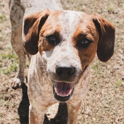 Enlarge Trenton, a ADOPTABLE mixed breed in The Colony, TX image 2/3