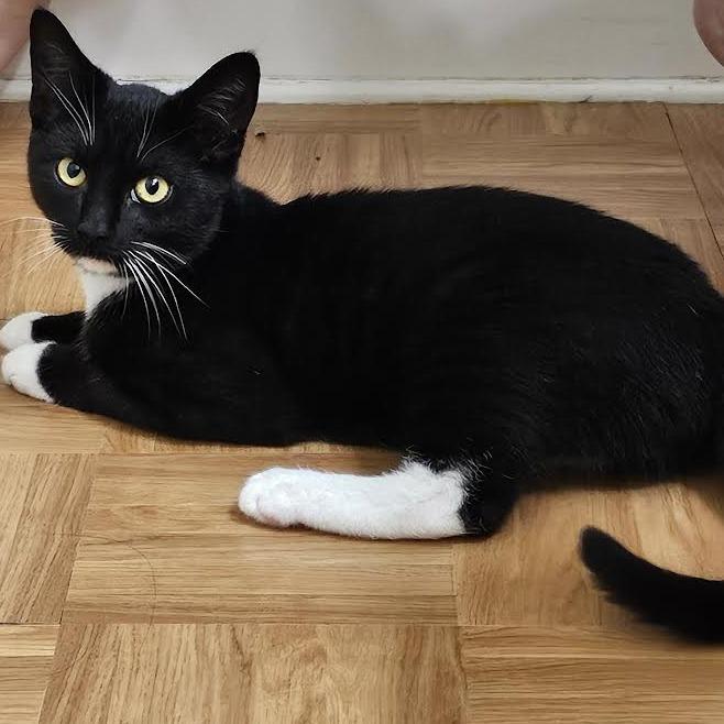 Bubby, Adoptable, Young Male Domestic Short Hair.