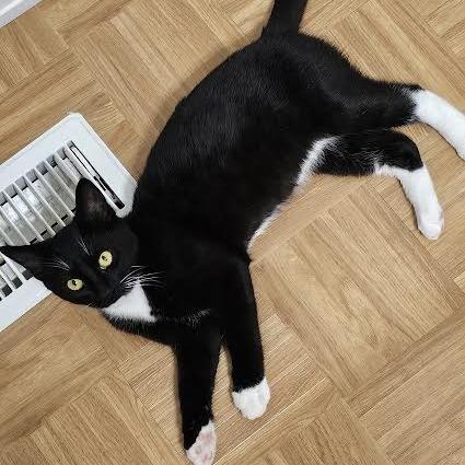 Enlarge Bubby, a Adoptable Domestic Short Hair in Las Vegas, NV image 2/2