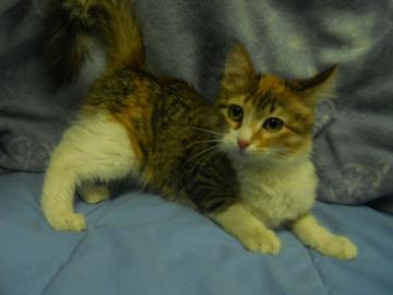 Mystique, Adoptable, Senior Female Domestic Medium Hair.