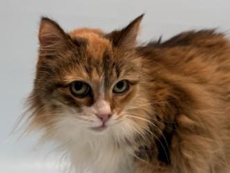 Mystique, a Adoptable Domestic Medium Hair in Golden Valley, MN image 2/3