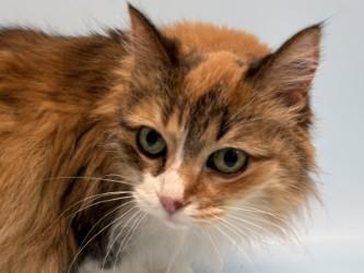 Mystique, a Adoptable Domestic Medium Hair in Golden Valley, MN image 3/3