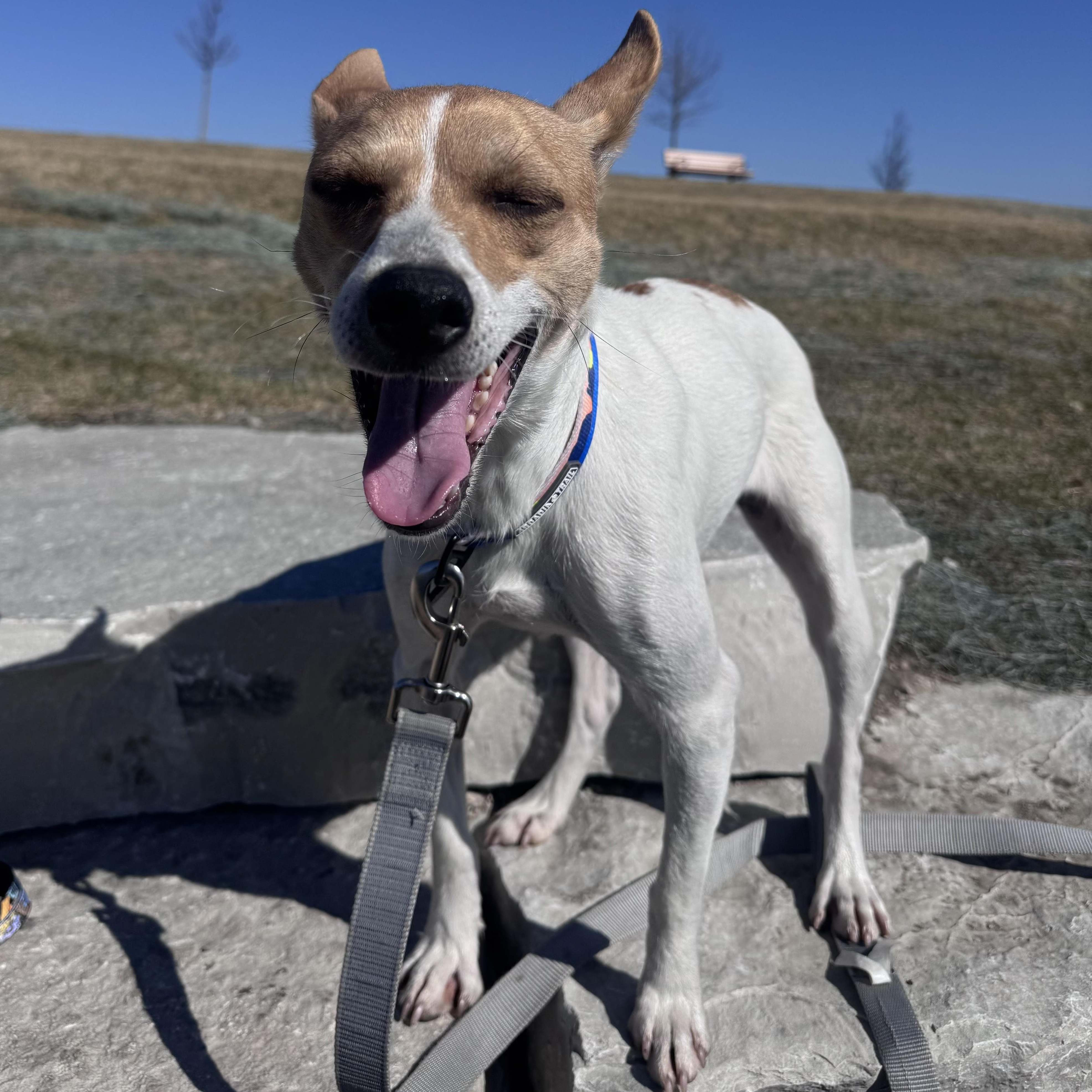 Enlarge Glenda, an adopted Jack Russell Terrier in Lemont, IL image 2/4