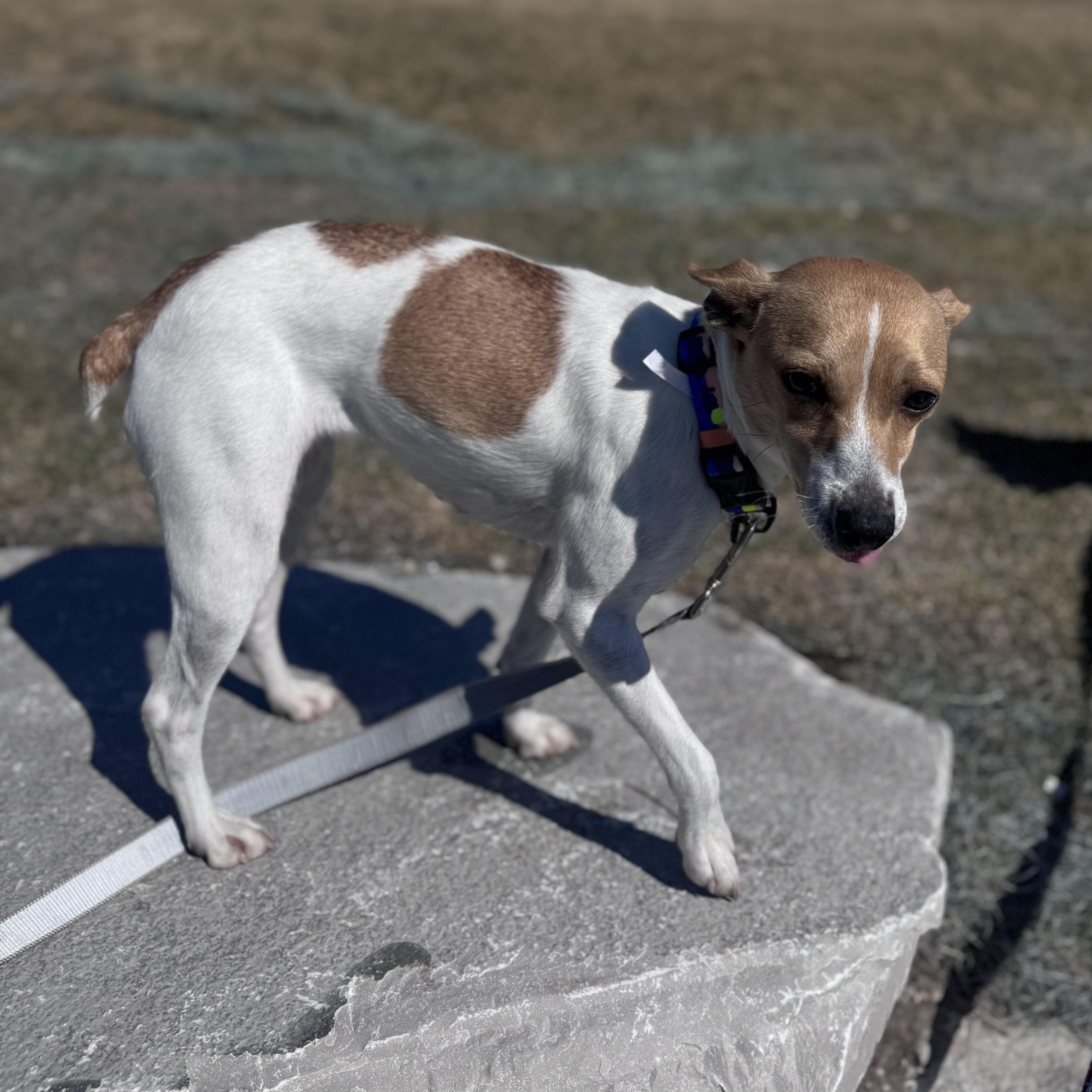 Enlarge Glenda, an adopted Jack Russell Terrier in Lemont, IL image 3/4