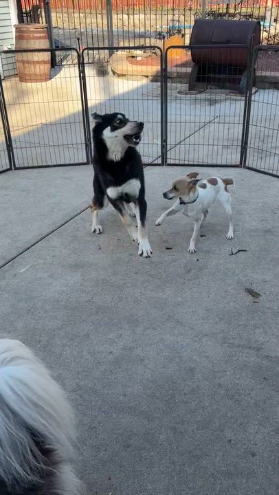 Enlarge Glenda, an adopted Jack Russell Terrier in Lemont, IL video 4/4