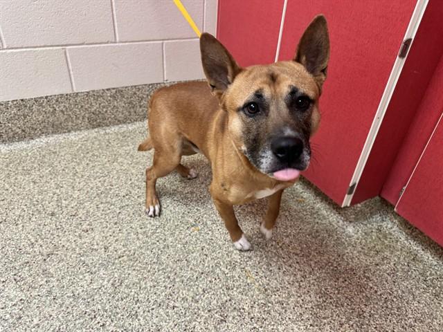 ACE, Adoptable, Adult Male Pit Bull Terrier & Shiba Inu.