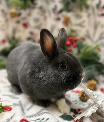 Raven, Adoptable, Adult Male Dwarf & Bunny Rabbit.