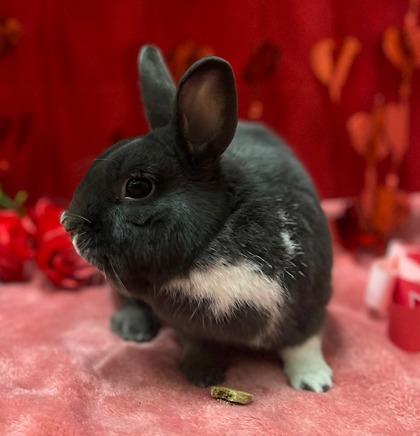 Raven, a Adoptable mixed breed in Eugene, OR image 4/5