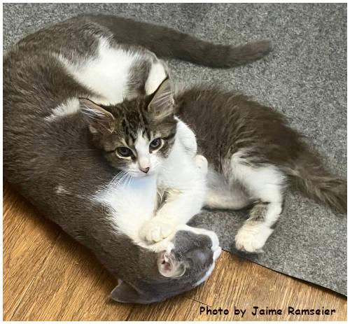 Nebula, Adoptable, Kitten Female Domestic Medium Hair & Tabby.