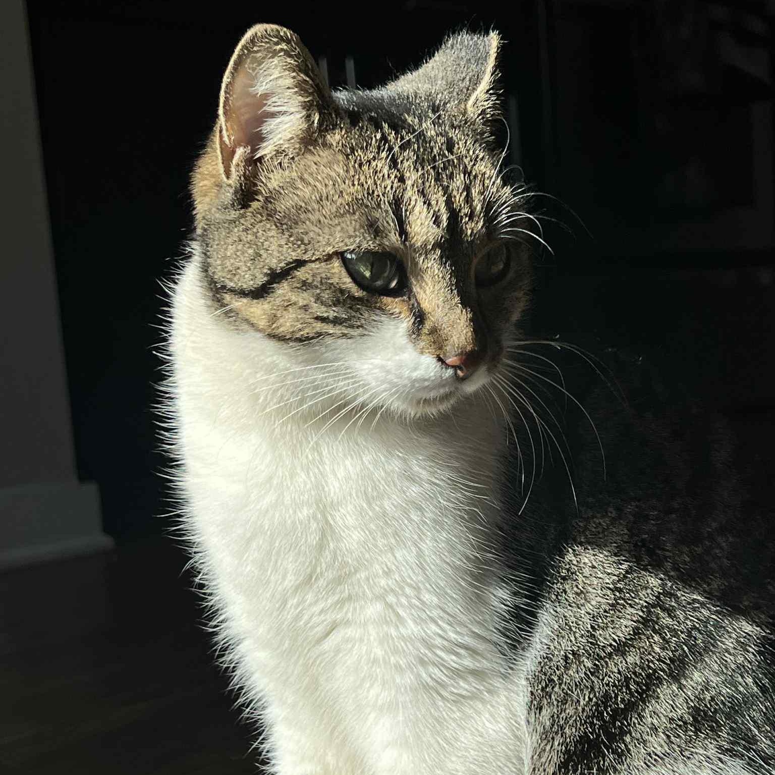 Mia, Adoptable, Adult Female American Shorthair.