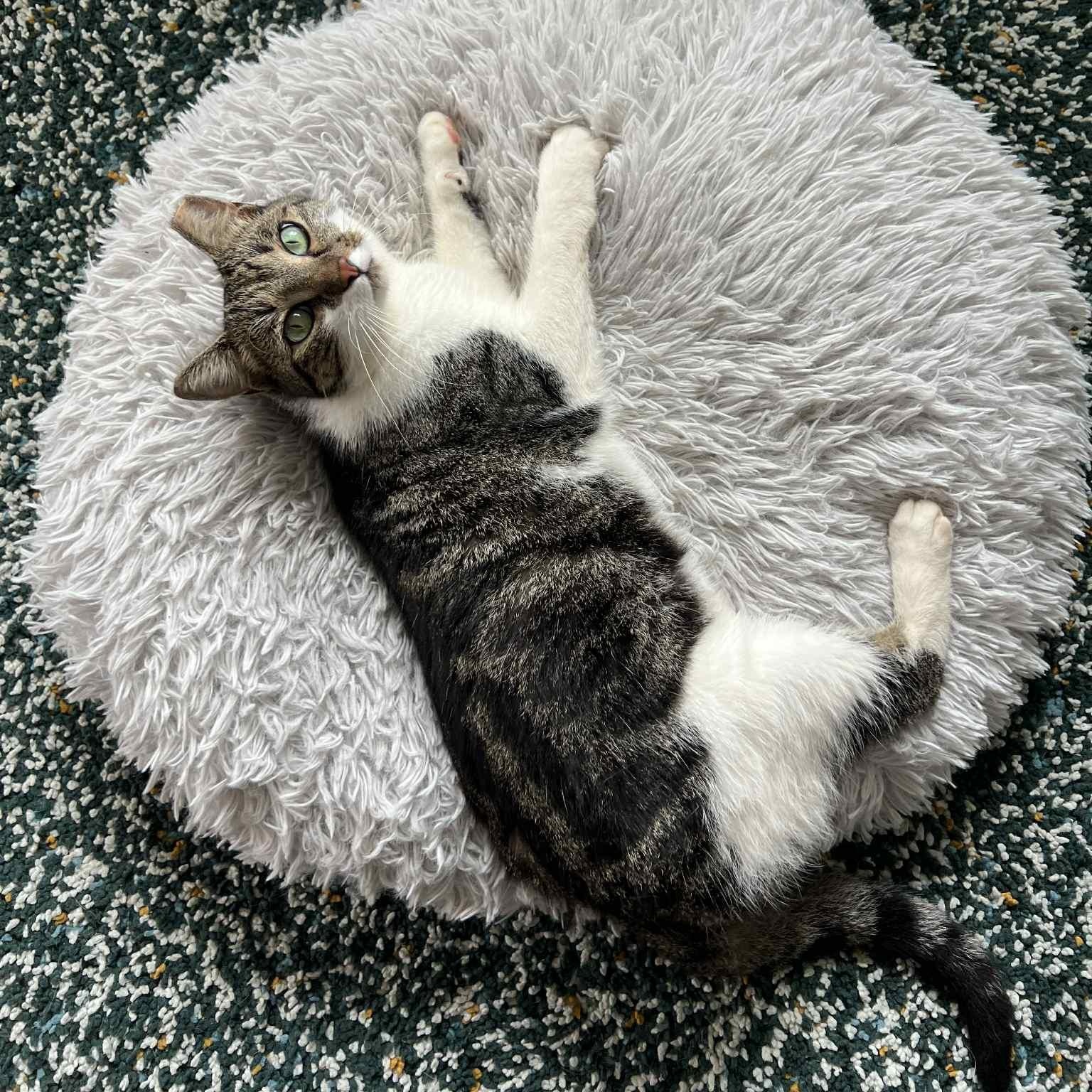 Mia, a Adoptable American Shorthair in Charlotte, NC image 2/3