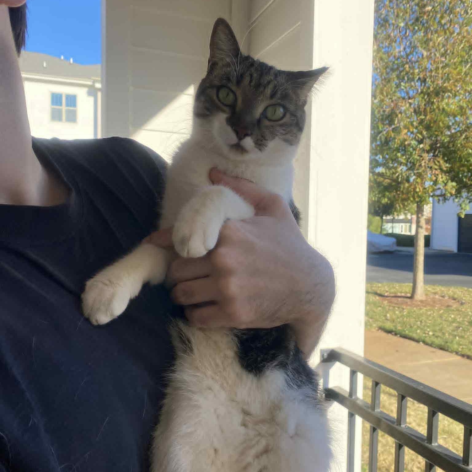 Mia, a Adoptable American Shorthair in Charlotte, NC image 3/3