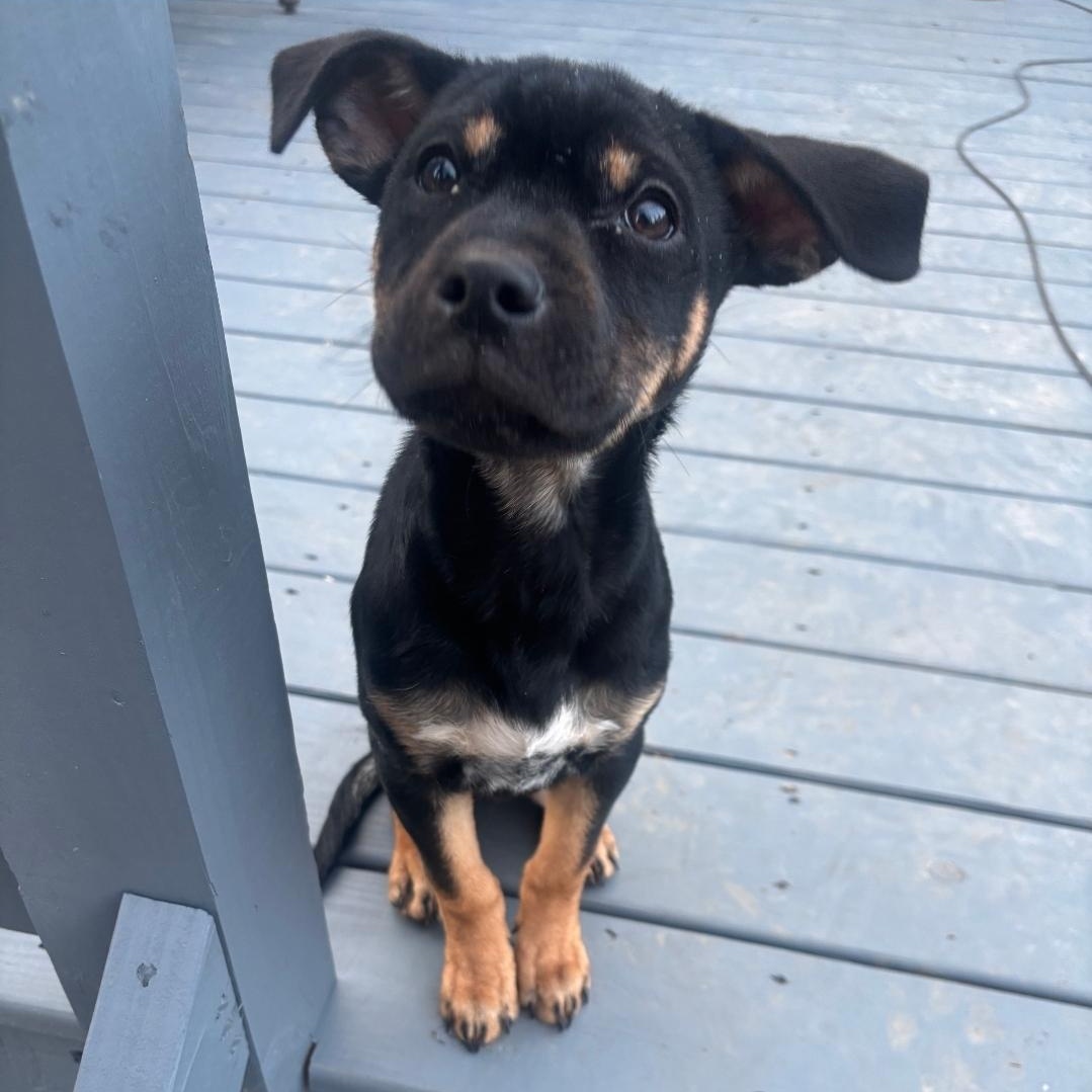 Enlarge Charli, a Adoptable mixed breed in Colonial Heights, VA image 4/4