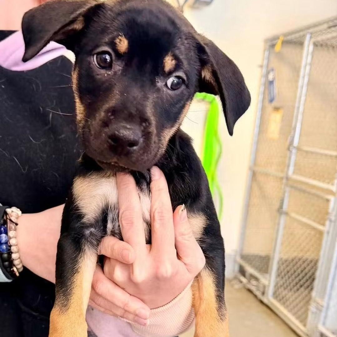 Enlarge Charli, a Adoptable mixed breed in Colonial Heights, VA image 1/1