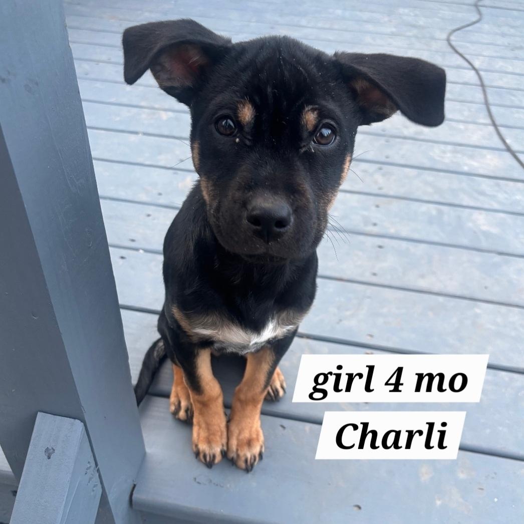 Charli — thumbnail 3