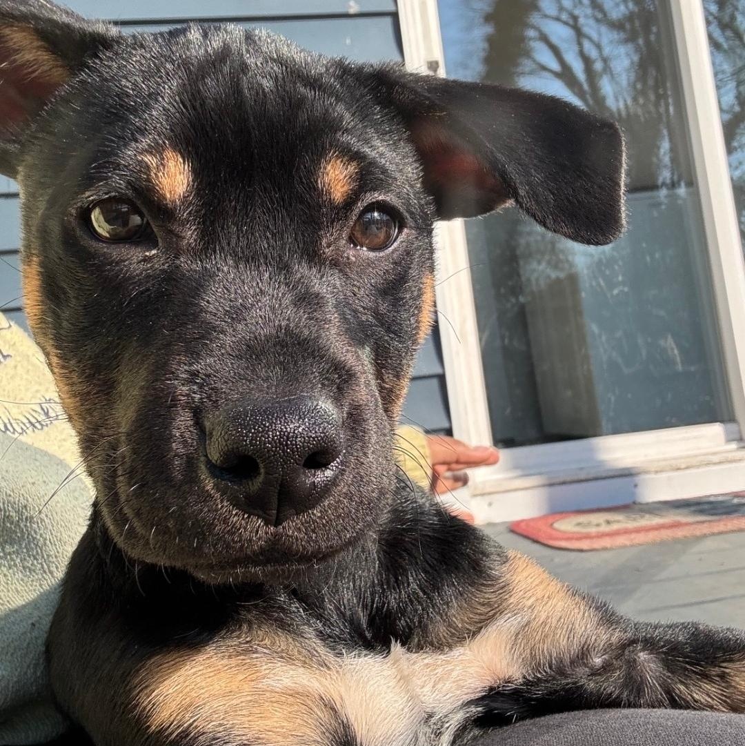 Enlarge Charli, a Adoptable mixed breed in Colonial Heights, VA image 3/4