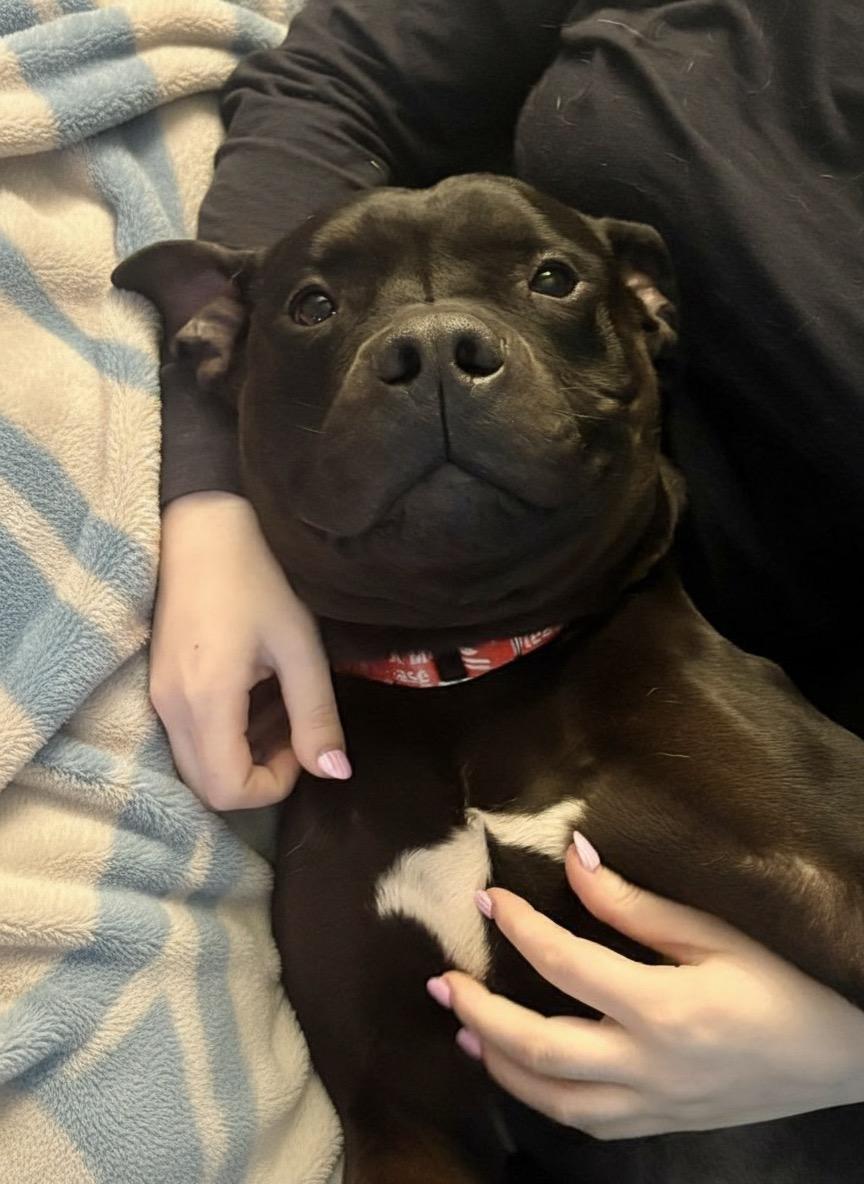 Mac, ADOPTABLE, Adult Male American Staffordshire Terrier.