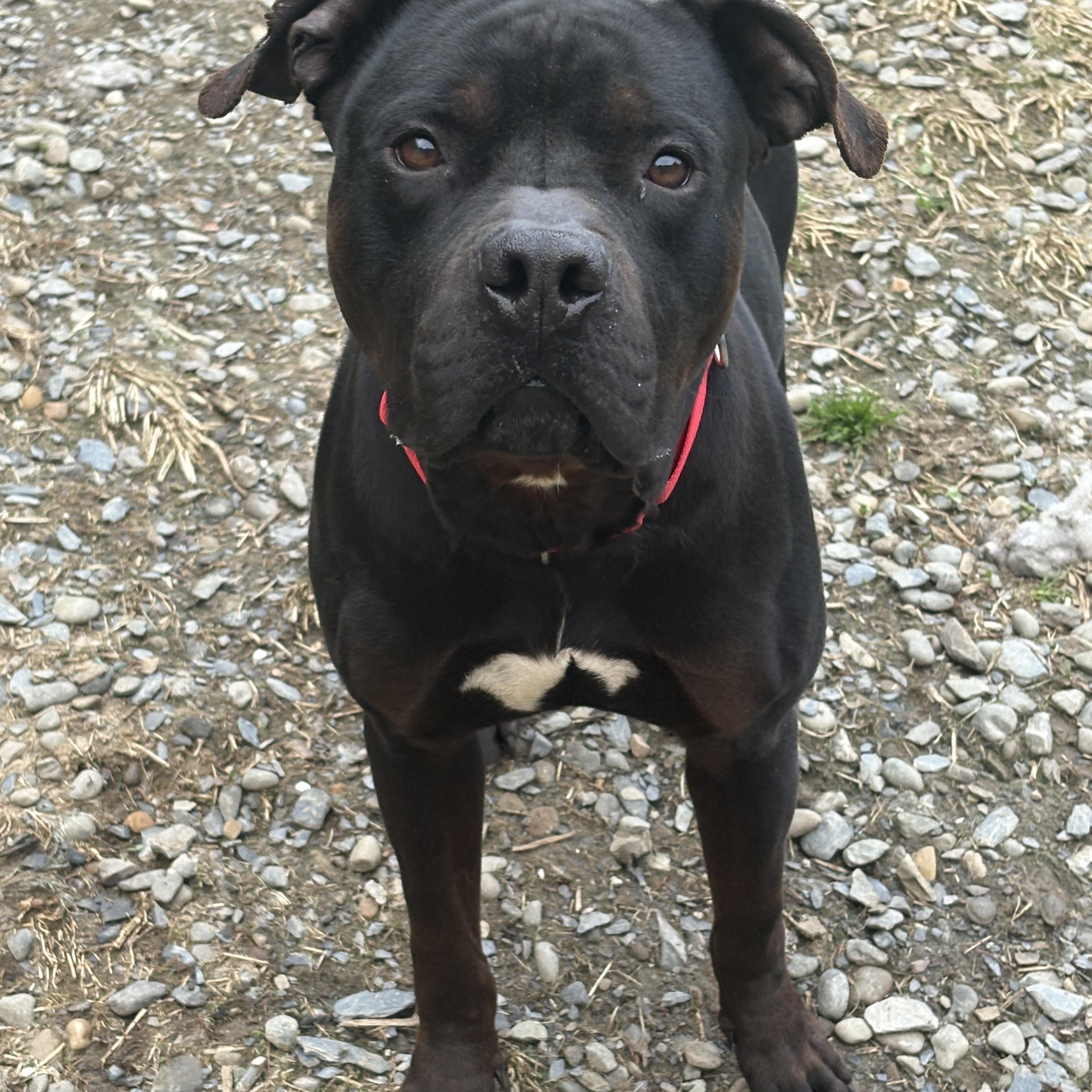 Enlarge Mac, a ADOPTABLE mixed breed in Hillsdale, NY image 2/6