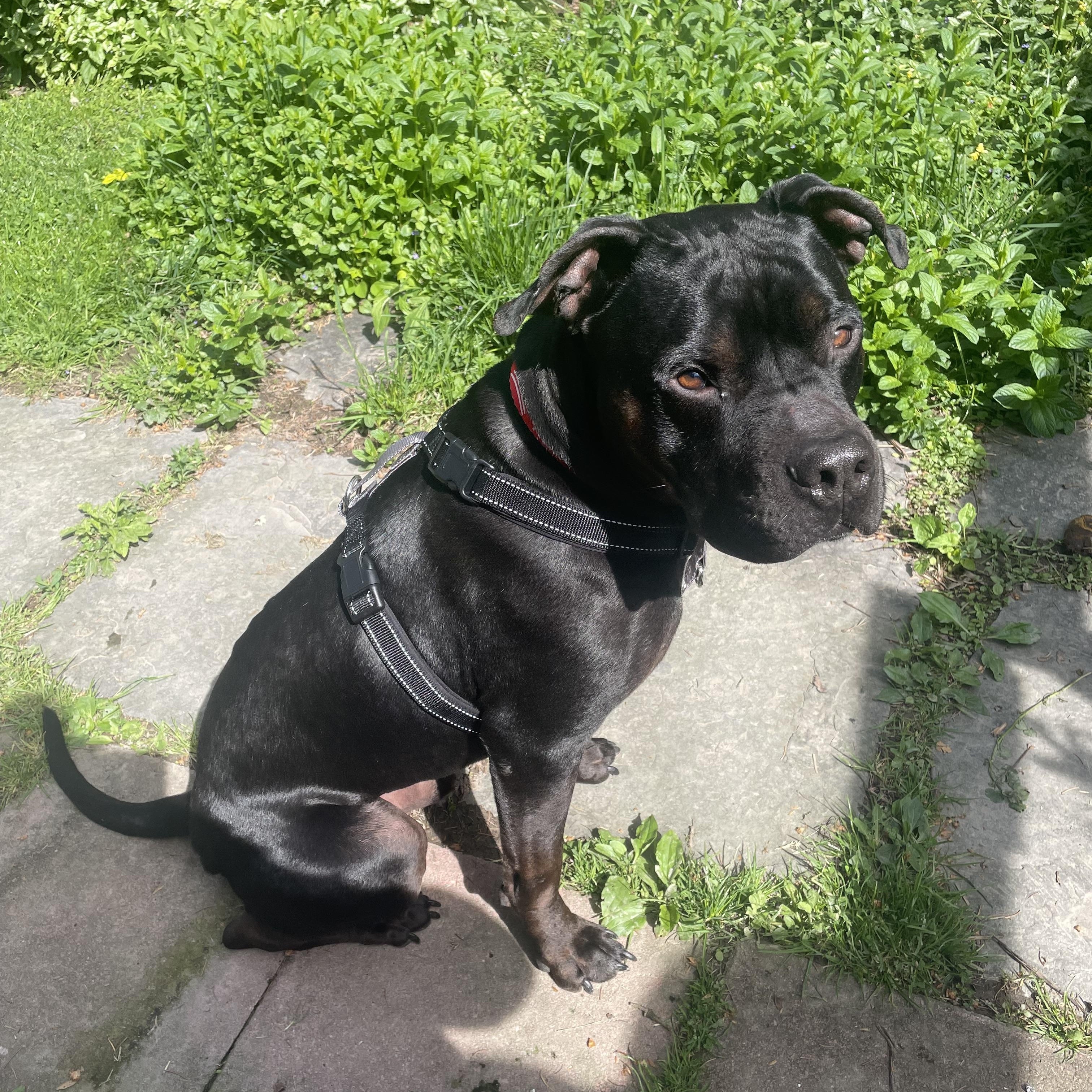 Enlarge Mac, a ADOPTABLE mixed breed in Hillsdale, NY image 4/6
