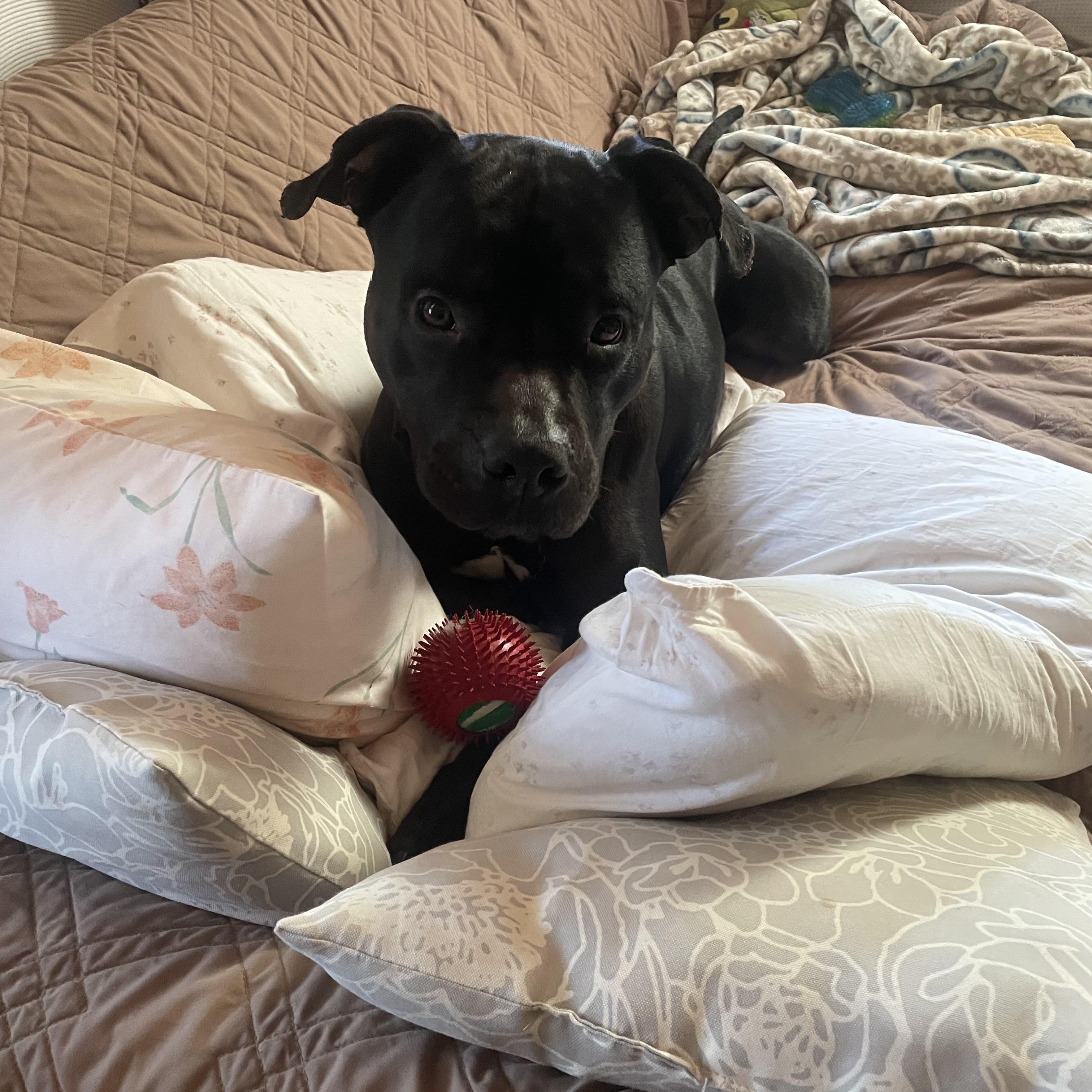 Enlarge Mac, a ADOPTABLE mixed breed in Hillsdale, NY image 3/6