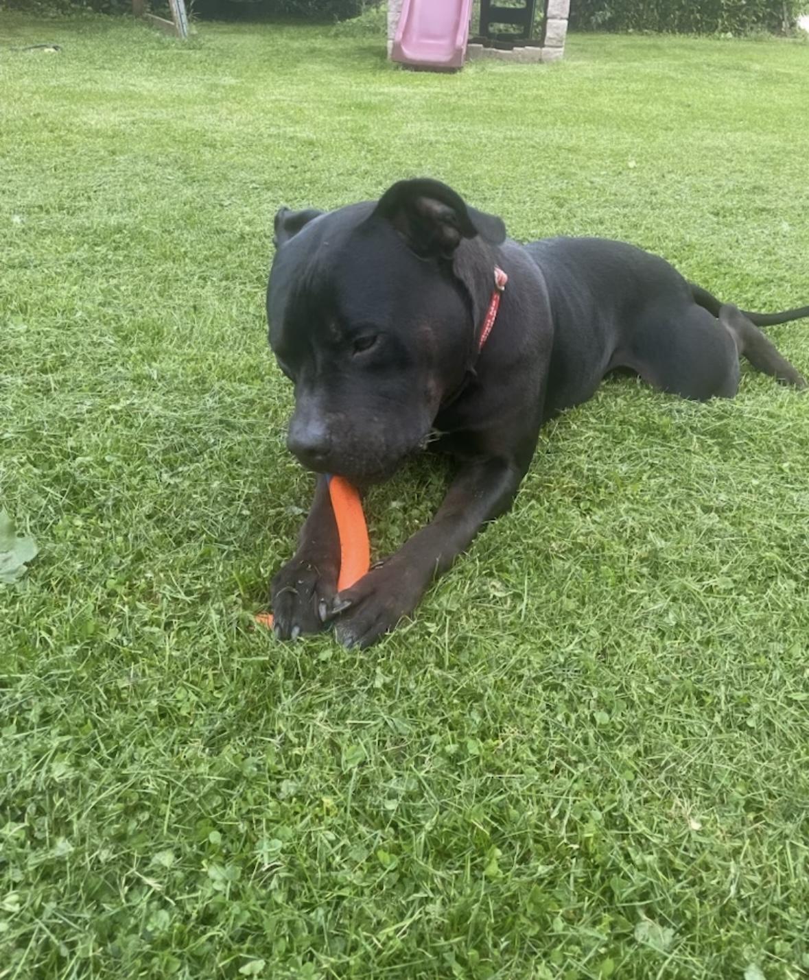 Mac, a ADOPTABLE mixed breed in Hillsdale, NY image 6/6