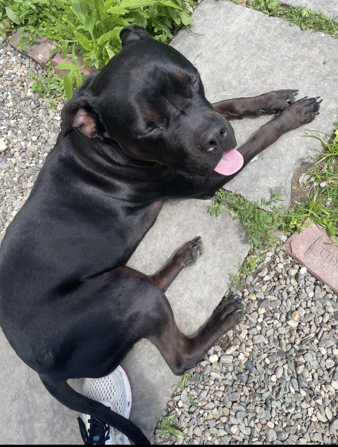 Mac, a ADOPTABLE mixed breed in Hillsdale, NY image 5/6