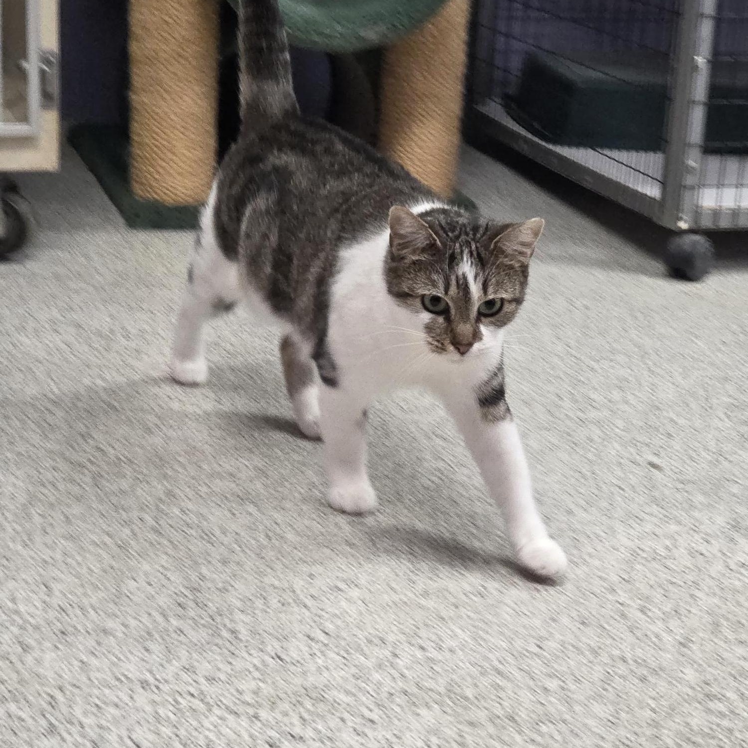 Enlarge Topaz, a ADOPTABLE Domestic Short Hair in Carthage, NC image 2/2