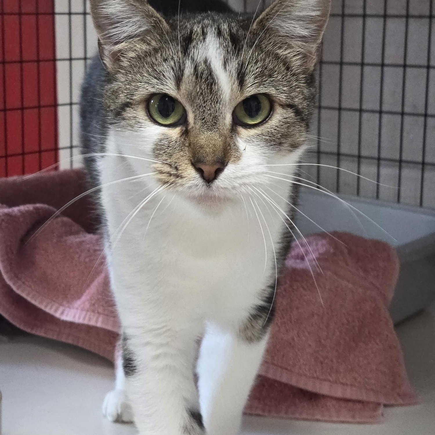 Enlarge Topaz, a ADOPTABLE Domestic Short Hair in Carthage, NC image 1/2