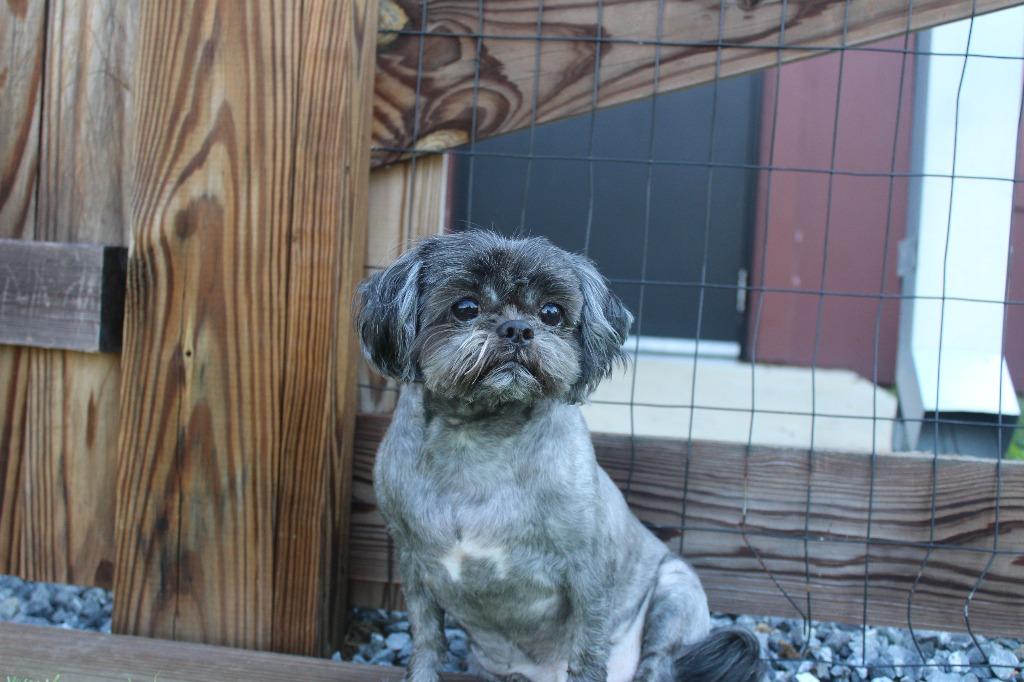 Enlarge McGee, an adopted Shih Tzu in Chestertown, MD image 2/4