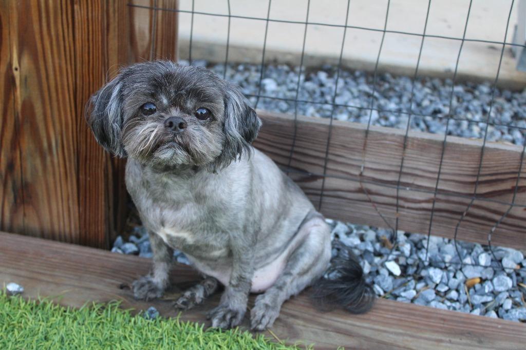 Enlarge McGee, an adopted Shih Tzu in Chestertown, MD image 1/4