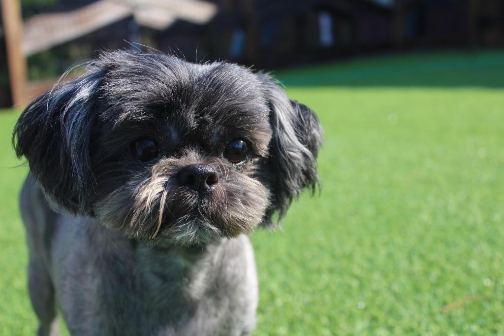 Enlarge McGee, an adopted Shih Tzu in Chestertown, MD image 4/4