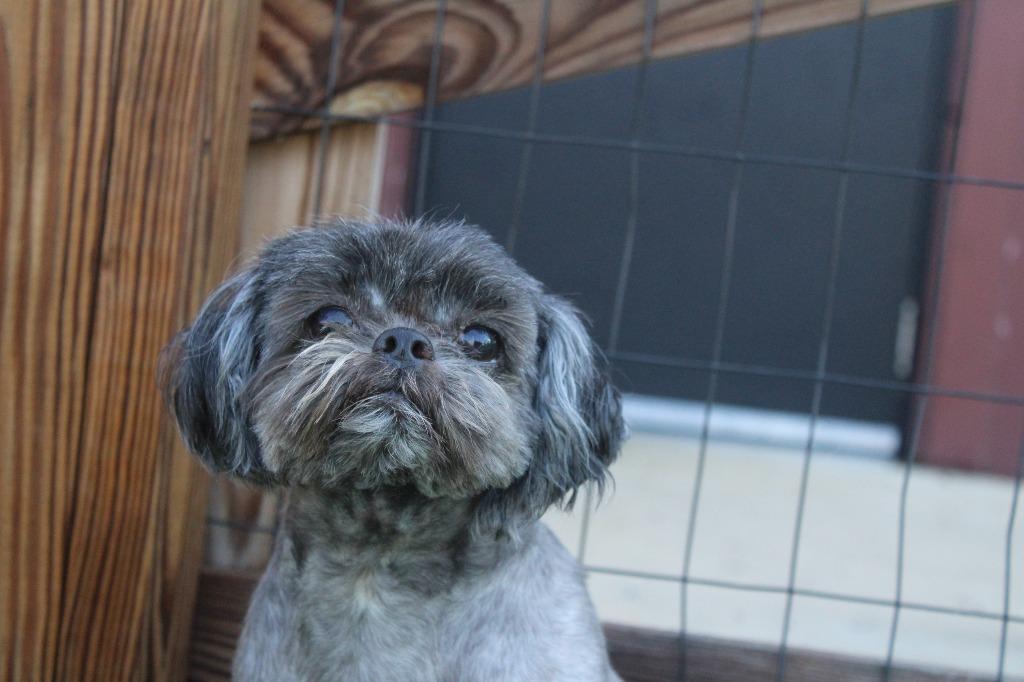 Enlarge McGee, an adopted Shih Tzu in Chestertown, MD image 3/4