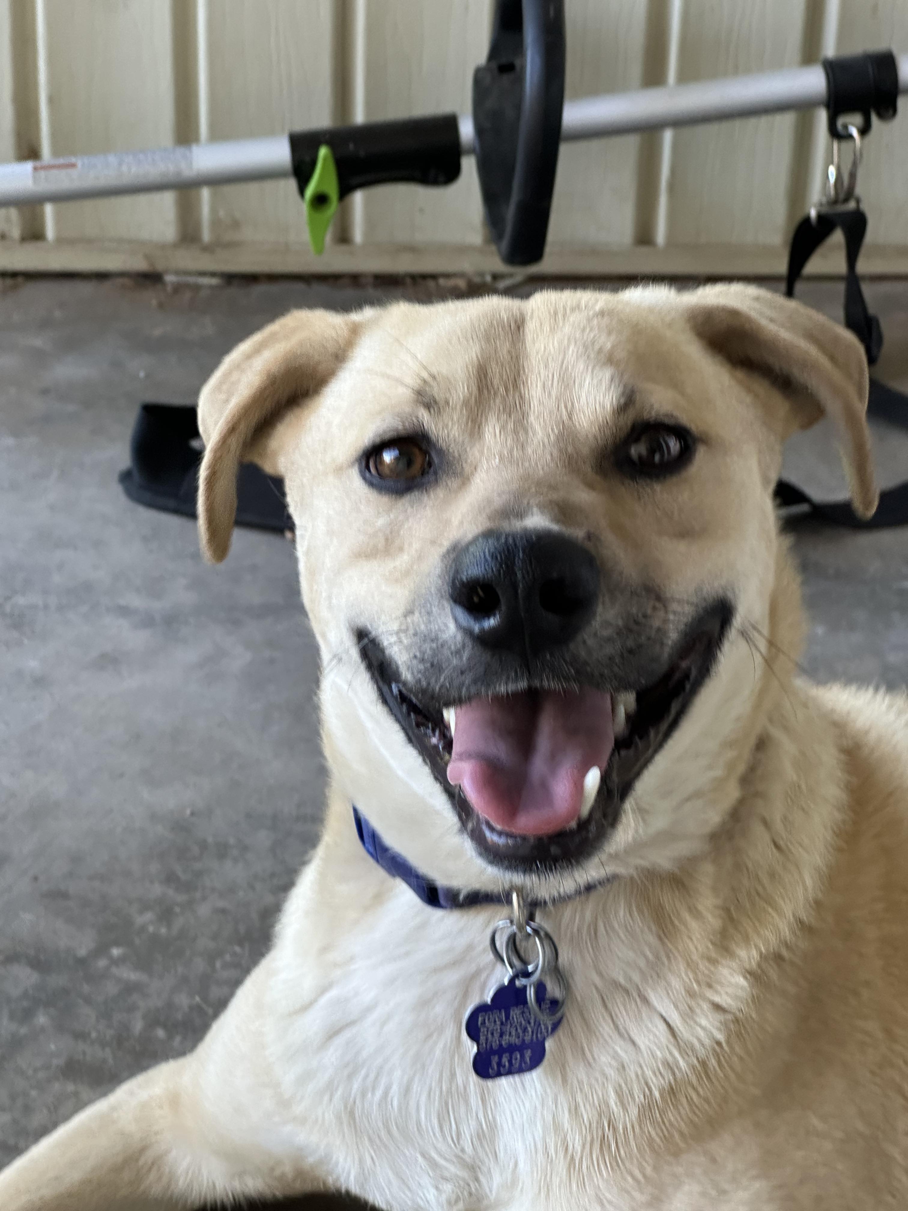 Hooper, Adopted, Adult Male Labrador Retriever.