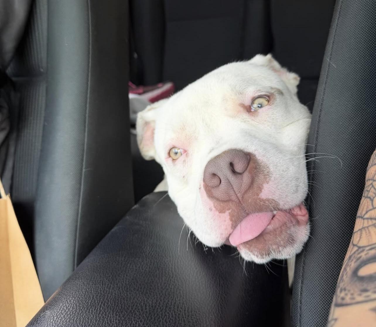Mack Truck, a Adoptable mixed breed in Richmond, VA image 5/6