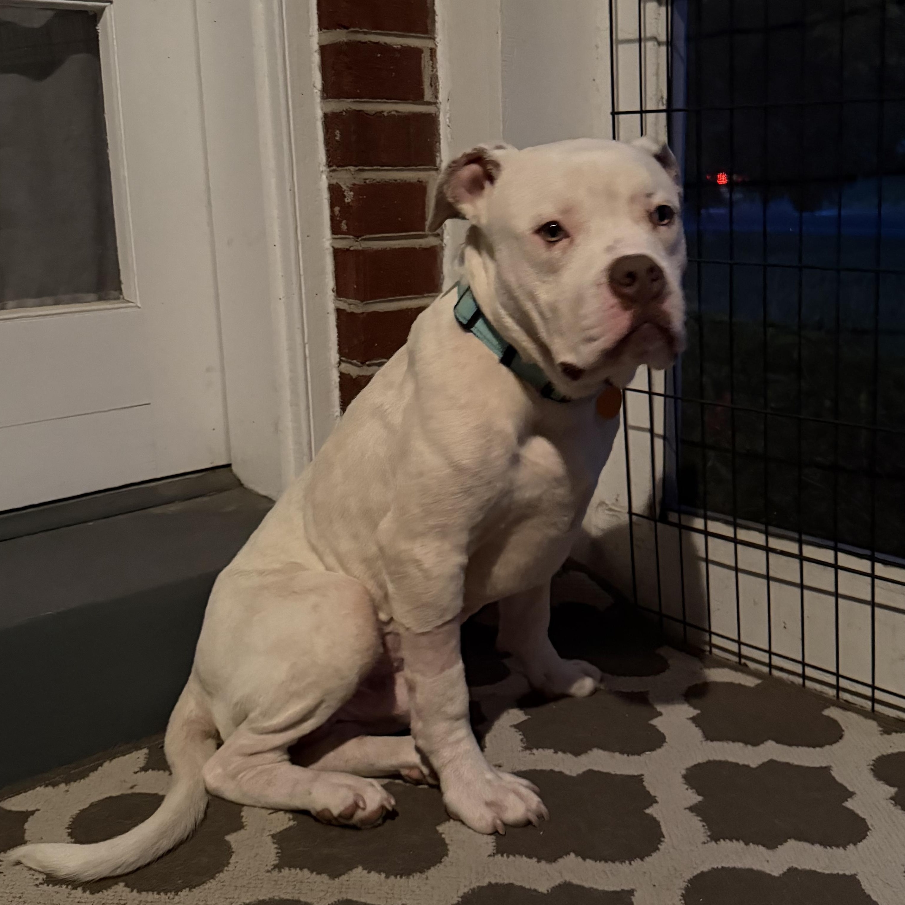 Mack Truck, a Adoptable mixed breed in Richmond, VA image 4/6